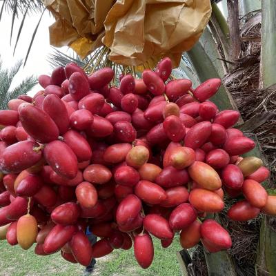 Chà là đỏ Konaizi - Rana